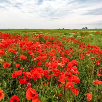 Der Klatschmohn ist mit seinen purpurroten Blüten nicht nur ein Hingucker, er wird auch traditionell in der Naturheilkunde angewendet.