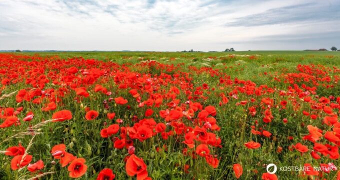 Der Klatschmohn ist mit seinen purpurroten Blüten nicht nur ein Hingucker, er wird auch traditionell in der Naturheilkunde angewendet.