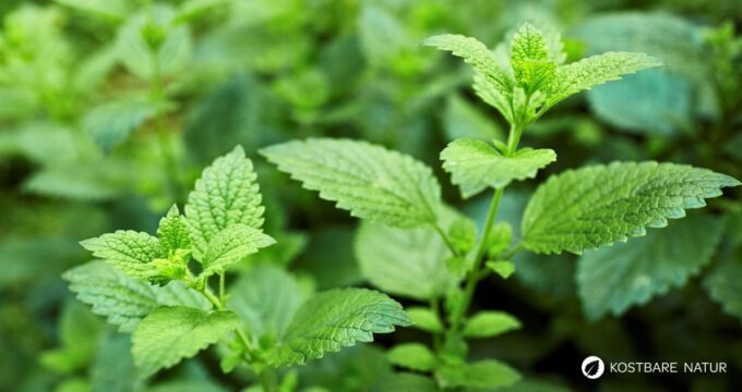 So nutzt du das zitronig duftende Heilkraut Zitronenmelisse bei Stress, Magenbeschwerden und für frische Ideen in der Küche.