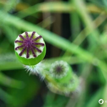 Der Klatschmohn ist mit seinen purpurroten Blüten nicht nur ein Hingucker, er wird auch traditionell in der Naturheilkunde angewendet.