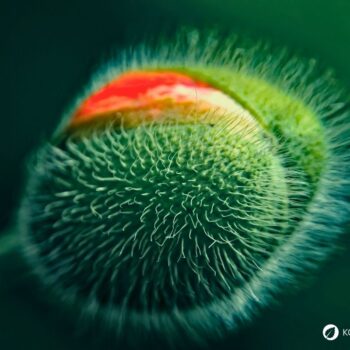 Der Klatschmohn ist mit seinen purpurroten Blüten nicht nur ein Hingucker, er wird auch traditionell in der Naturheilkunde angewendet.