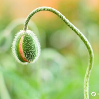 Der Klatschmohn ist mit seinen purpurroten Blüten nicht nur ein Hingucker, er wird auch traditionell in der Naturheilkunde angewendet.