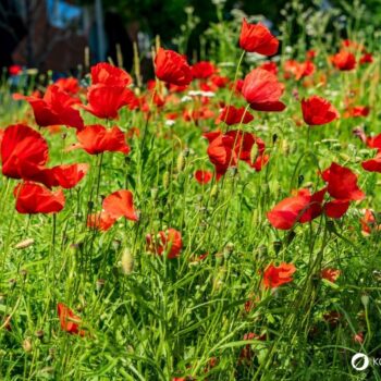 Der Klatschmohn ist mit seinen purpurroten Blüten nicht nur ein Hingucker, er wird auch traditionell in der Naturheilkunde angewendet.