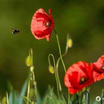 Der Klatschmohn ist mit seinen purpurroten Blüten nicht nur ein Hingucker, er wird auch traditionell in der Naturheilkunde angewendet.