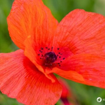 Der Klatschmohn ist mit seinen purpurroten Blüten nicht nur ein Hingucker, er wird auch traditionell in der Naturheilkunde angewendet.