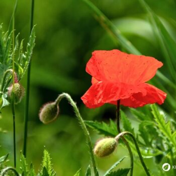 Der Klatschmohn ist mit seinen purpurroten Blüten nicht nur ein Hingucker, er wird auch traditionell in der Naturheilkunde angewendet.
