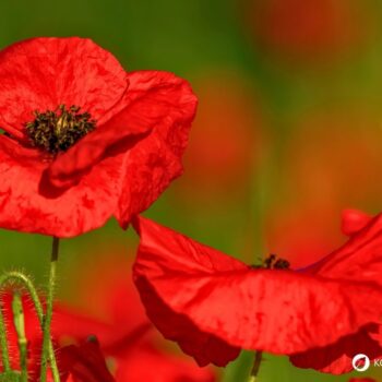 Der Klatschmohn ist mit seinen purpurroten Blüten nicht nur ein Hingucker, er wird auch traditionell in der Naturheilkunde angewendet.