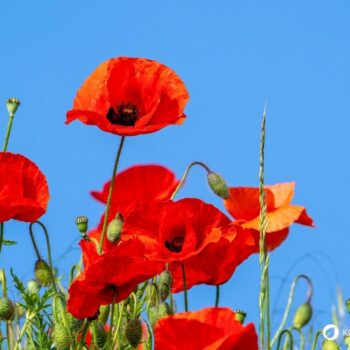 Der Klatschmohn ist mit seinen purpurroten Blüten nicht nur ein Hingucker, er wird auch traditionell in der Naturheilkunde angewendet.