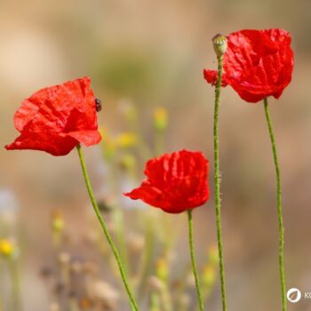 Der Klatschmohn ist mit seinen purpurroten Blüten nicht nur ein Hingucker, er wird auch traditionell in der Naturheilkunde angewendet.