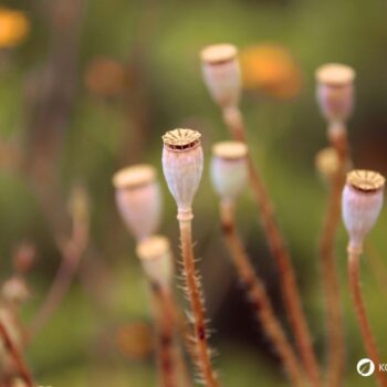 Der Klatschmohn ist mit seinen purpurroten Blüten nicht nur ein Hingucker, er wird auch traditionell in der Naturheilkunde angewendet.