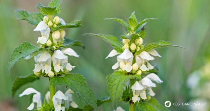 Die Weiße Taubnessel ist eine sanfte Heilpflanze für Atemwege, Haut und Frauenleiden. Erfahre alles zu Anwendung, Wirkung und Erkennung.