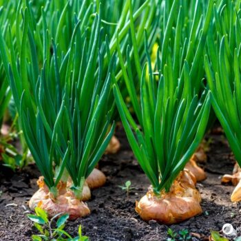 Zwiebel-Profil: Wirkung, Nährstoffe, Hausmittel, Anbau-Tipps und sichere Erkennung. Alltagspflanze für Küche, Gesundheit und Garten.