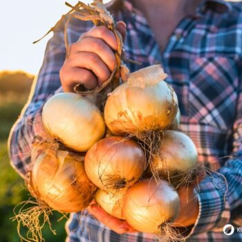 Zwiebel-Profil: Wirkung, Nährstoffe, Hausmittel, Anbau-Tipps und sichere Erkennung. Alltagspflanze für Küche, Gesundheit und Garten.
