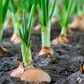 Zwiebel-Profil: Wirkung, Nährstoffe, Hausmittel, Anbau-Tipps und sichere Erkennung. Alltagspflanze für Küche, Gesundheit und Garten.