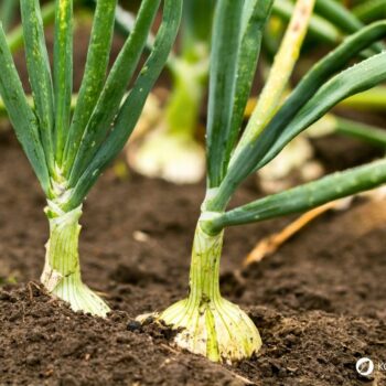 Zwiebel-Profil: Wirkung, Nährstoffe, Hausmittel, Anbau-Tipps und sichere Erkennung. Alltagspflanze für Küche, Gesundheit und Garten.