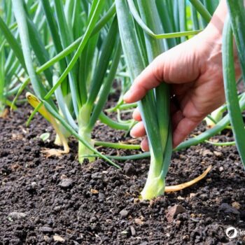 Zwiebel-Profil: Wirkung, Nährstoffe, Hausmittel, Anbau-Tipps und sichere Erkennung. Alltagspflanze für Küche, Gesundheit und Garten.