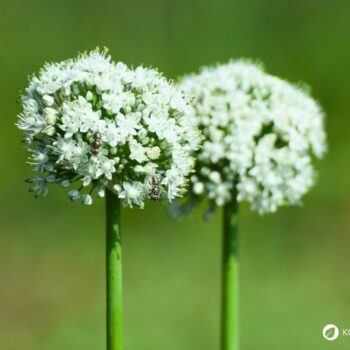 Zwiebel-Profil: Wirkung, Nährstoffe, Hausmittel, Anbau-Tipps und sichere Erkennung. Alltagspflanze für Küche, Gesundheit und Garten.