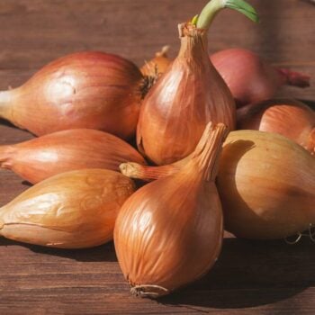 Die Zwiebel ist eine der bekanntesten Gemüsepflanzen. Sie hat allerdings auch eine starke Heilwirkung, die ihr sogar den Titel als Heilpflanze des Jahres eingebracht hat.