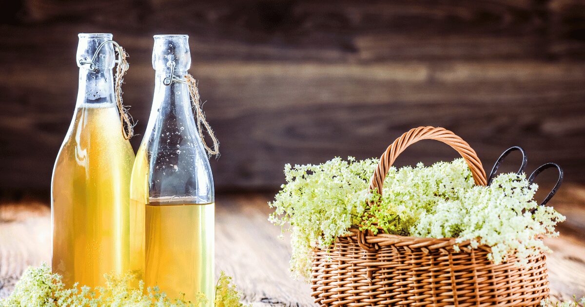 Holunderblütensirup einfach selber machen - Kostbare Natur
