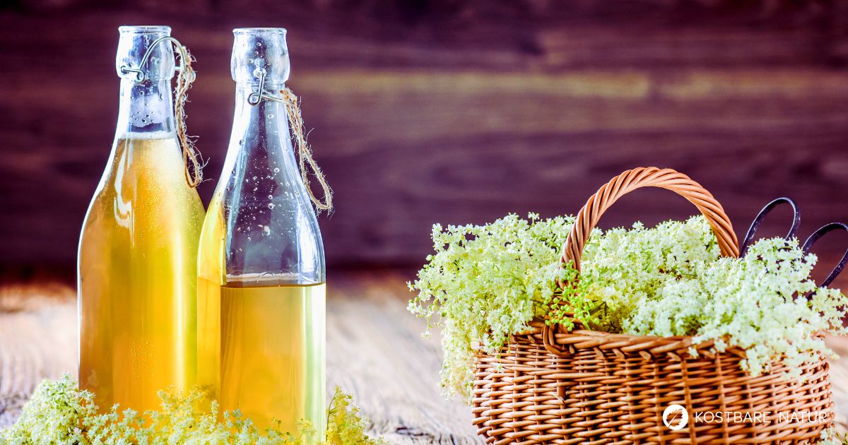 Aus Holunderblüten lässt sich erfrischend süßer Holunderblütensirup herstellen.