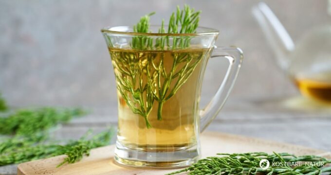 Ackerschachtelhalm-Tee selber machen Durspülung und leichten Harnwegsbeschwerden. Einfache Anleitung mit Tipps.