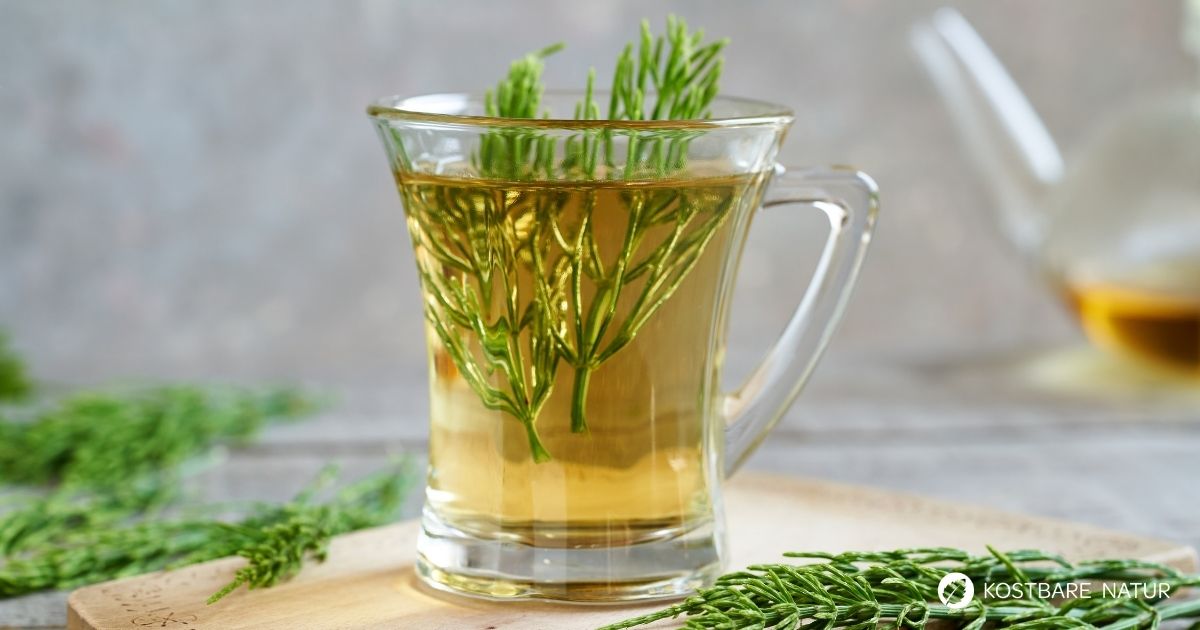 Ackerschachtelhalm-Tee selber machen Durspülung und leichten Harnwegsbeschwerden. Einfache Anleitung mit Tipps.