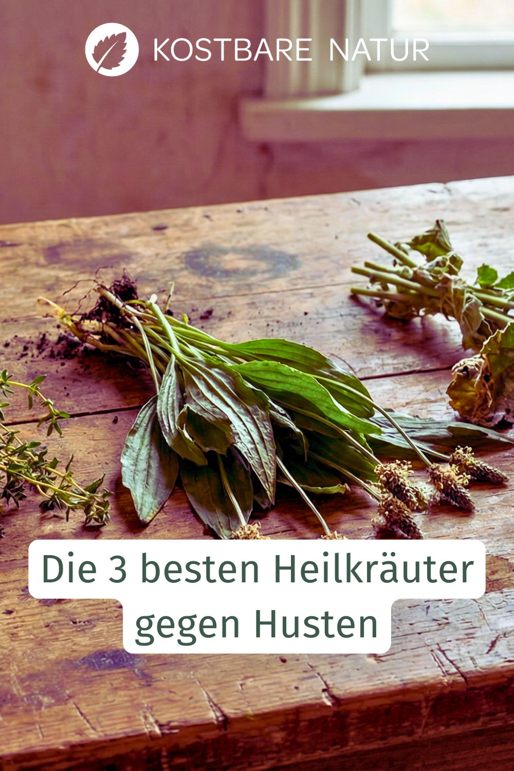 Hier findest du die besten drei Heilpflanzen gegen Husten. Sie kommen ohne künstliche Zusätze aus, haben fast keine Nebenwirkungen und sind vielerorts wild oder in Gärten zu finden.