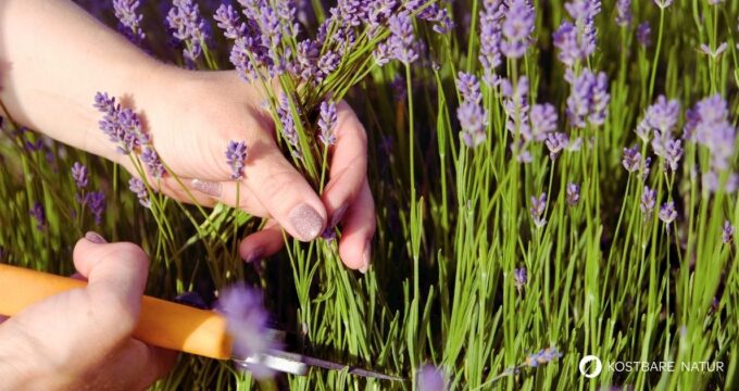 Lavendel schneiden fördert das Wachstum und eine reiche Blüte – wie das geht und wann der beste Zeitpunkt ist, erfährst du hier.