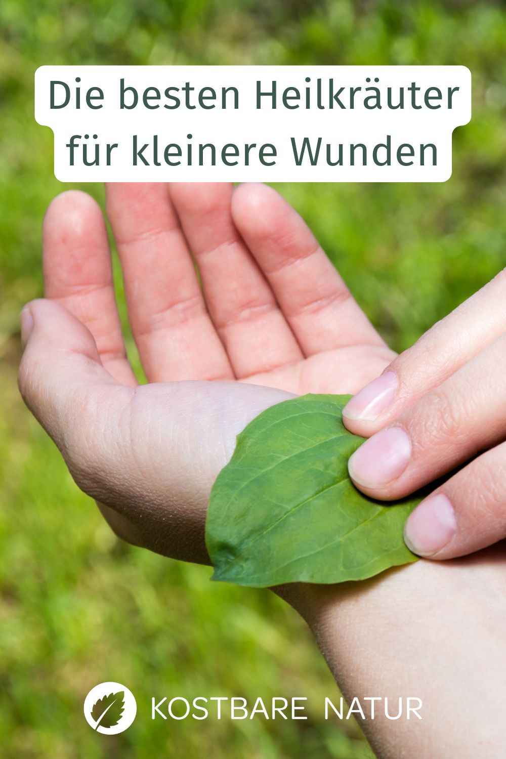 Welche Heilkräuter helfen bei kleineren Wunden? Entdecke die 7 besten Pflanzen für die Wundheilung und wie du sie anwendest.