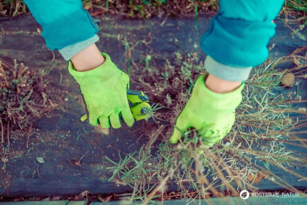 Lavendel im Frühling schneiden