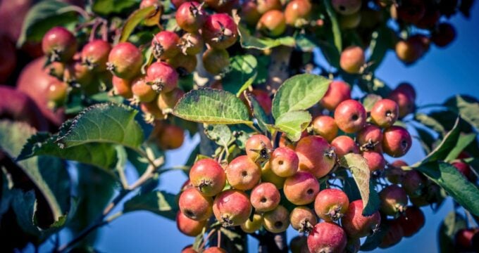 Der Holzapfel, auch Europäischer Wildapfel genannt, ist eine unserer ursprünglichsten Obstbaumarten. In alten Hecken, an Waldrändern oder als knorriger Einzelgänger entdeckt man ihn manchmal noch. Oft unscheinbar, aber von großer ökologischer und kultureller Bedeutung. In Zeiten von Supermarktäpfeln, die nahezu perfekt aussehen, wird er heute wiederentdeckt: als robuste, heimische Alternative, als Lebensraum für Tiere und als Bereicherung für die Küche.