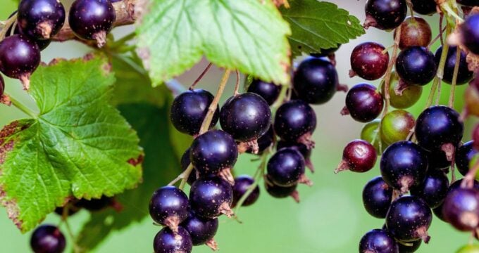 Fast jeder kennt die schwarze Johannisbeere als fruchtigen Sommergenuss. Ihre tiefdunklen Beeren schmecken herrlich säuerlich-süß und stecken voller Vitalstoffe. Auch in der Naturheilkunde haben die Beeren seit Jahrhunderten einen festen Platz. Besonders ihre kräftige Farbe weist schon darauf hin: Hier schlummert geballte Pflanzenkraft. Ob als Naschfrucht direkt vom Strauch, als erfrischender Saft oder heilendes Hausmittel – die Schwarze Johannisbeere hat es in sich.