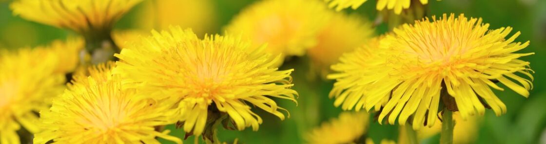 Die besten Anwendungen und Rezepte für Löwenzahn - in der Ernährung, der Körperpflege und im Haushalt. So nutzt du die starke Heilpflanze!