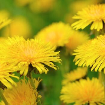 Die besten Anwendungen und Rezepte für Löwenzahn - in der Ernährung, der Körperpflege und im Haushalt. So nutzt du die starke Heilpflanze!