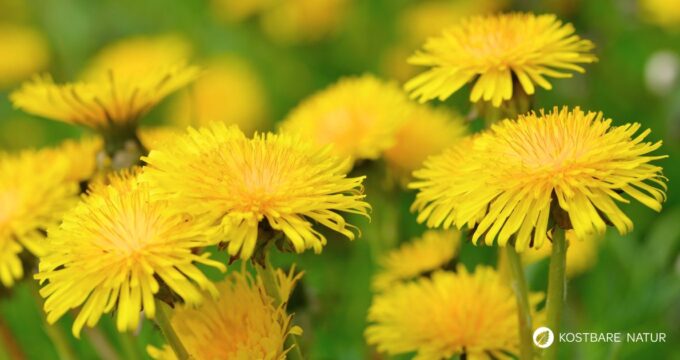 Die besten Anwendungen und Rezepte für Löwenzahn - in der Ernährung, der Körperpflege und im Haushalt. So nutzt du die starke Heilpflanze!