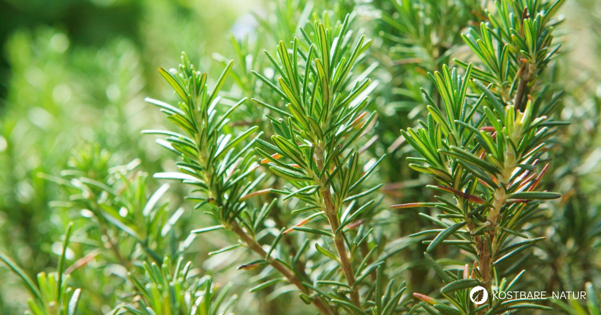 Rosmarin ist ein beliebtes Würzkraut für herzhafte aber auch süße Speisen. Zudem besitzt er zahlreiche heilsame Eigenschaften.