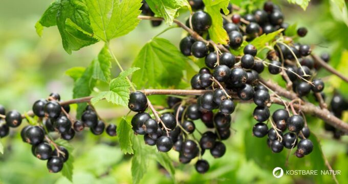 Fast jeder kennt die Schwarze Johannisbeere als fruchtigen Sommergenuss. Dabei hat die Pflanze so viel mehr zu bieten.