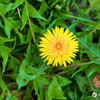 Die besten Anwendungen und Rezepte für Löwenzahn - in der Ernährung, der Körperpflege und im Haushalt. So nutzt du die starke Heilpflanze!