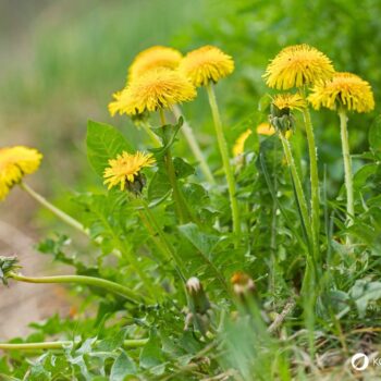 Die besten Anwendungen und Rezepte für Löwenzahn - in der Ernährung, der Körperpflege und im Haushalt. So nutzt du die starke Heilpflanze!