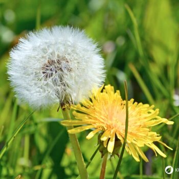 Die besten Anwendungen und Rezepte für Löwenzahn - in der Ernährung, der Körperpflege und im Haushalt. So nutzt du die starke Heilpflanze!
