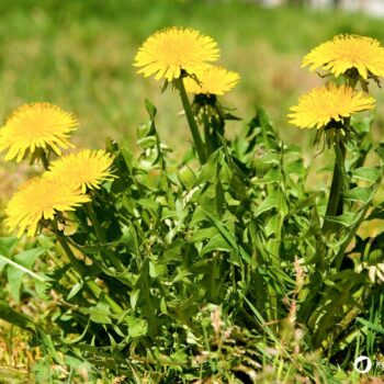 Die besten Anwendungen und Rezepte für Löwenzahn - in der Ernährung, der Körperpflege und im Haushalt. So nutzt du die starke Heilpflanze!