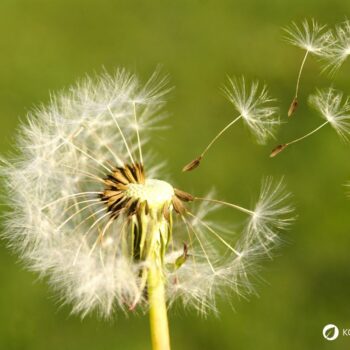Die besten Anwendungen und Rezepte für Löwenzahn - in der Ernährung, der Körperpflege und im Haushalt. So nutzt du die starke Heilpflanze!
