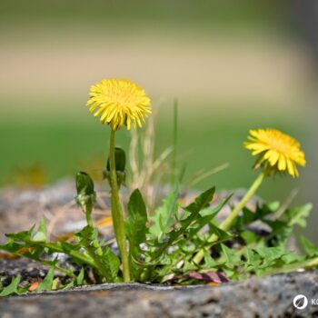 Die besten Anwendungen und Rezepte für Löwenzahn - in der Ernährung, der Körperpflege und im Haushalt. So nutzt du die starke Heilpflanze!