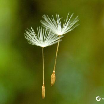 Die besten Anwendungen und Rezepte für Löwenzahn - in der Ernährung, der Körperpflege und im Haushalt. So nutzt du die starke Heilpflanze!