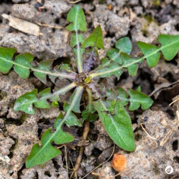 Die besten Anwendungen und Rezepte für Löwenzahn - in der Ernährung, der Körperpflege und im Haushalt. So nutzt du die starke Heilpflanze!