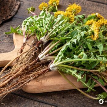 Die besten Anwendungen und Rezepte für Löwenzahn - in der Ernährung, der Körperpflege und im Haushalt. So nutzt du die starke Heilpflanze!