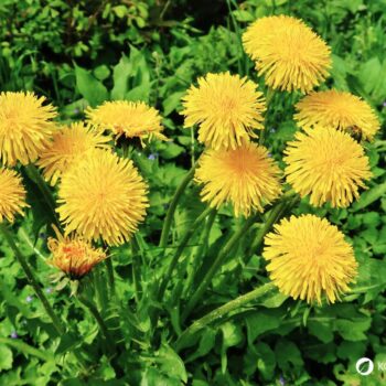 Die besten Anwendungen und Rezepte für Löwenzahn - in der Ernährung, der Körperpflege und im Haushalt. So nutzt du die starke Heilpflanze!