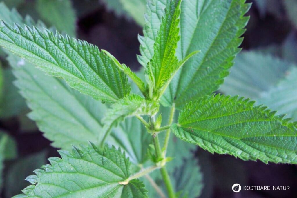 Die Brennnessel ist eine vielseitige Heilerin und kann gut zu einer ausgeglichenen Ernährung beitragen. Wirkung, Anwendung und Rezeptideen findest du hier.