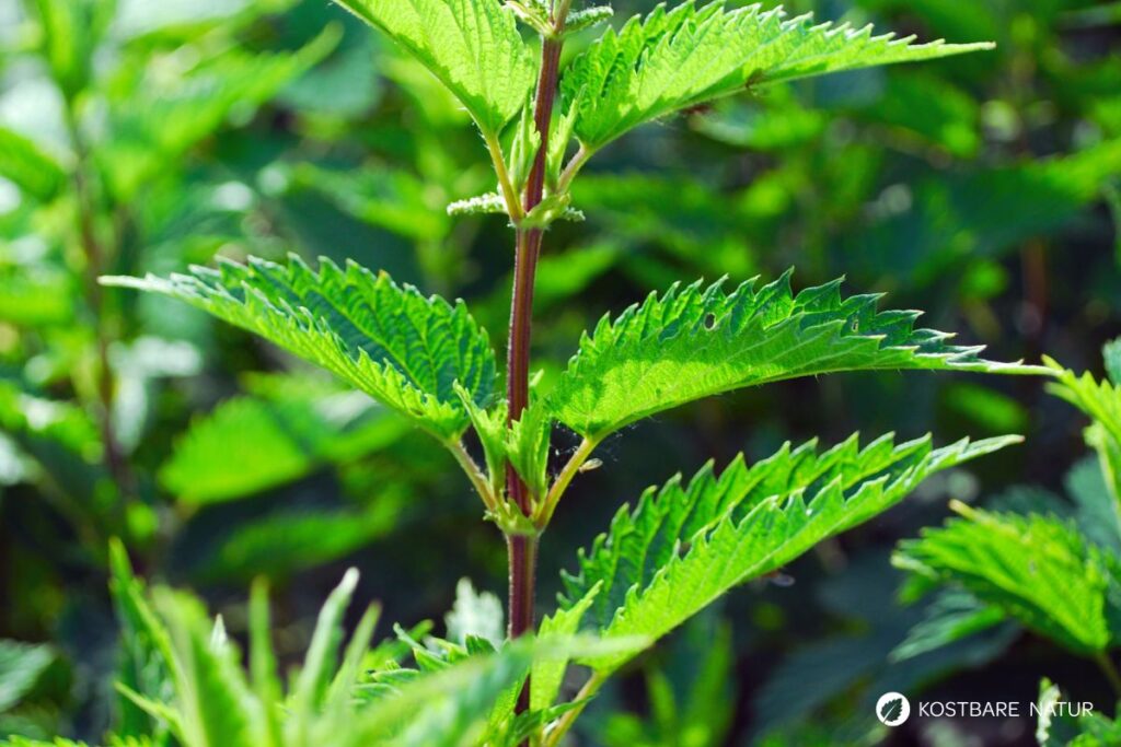 Die Brennnessel ist eine vielseitige Heilerin und kann gut zu einer ausgeglichenen Ernährung beitragen. Wirkung, Anwendung und Rezeptideen findest du hier.