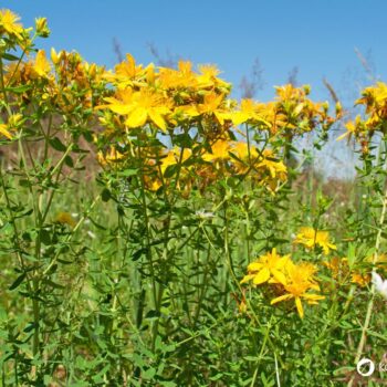 Das gelb blühende Johanniskraut ist einer der besten Speicher der Sonnenenergie. Sammle es im Sommer und nutze es im Winter, um die dunklen Tage aufzuhellen.